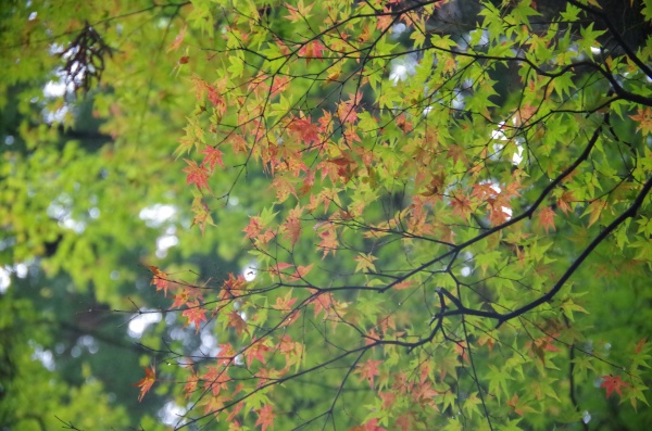 blog (18)